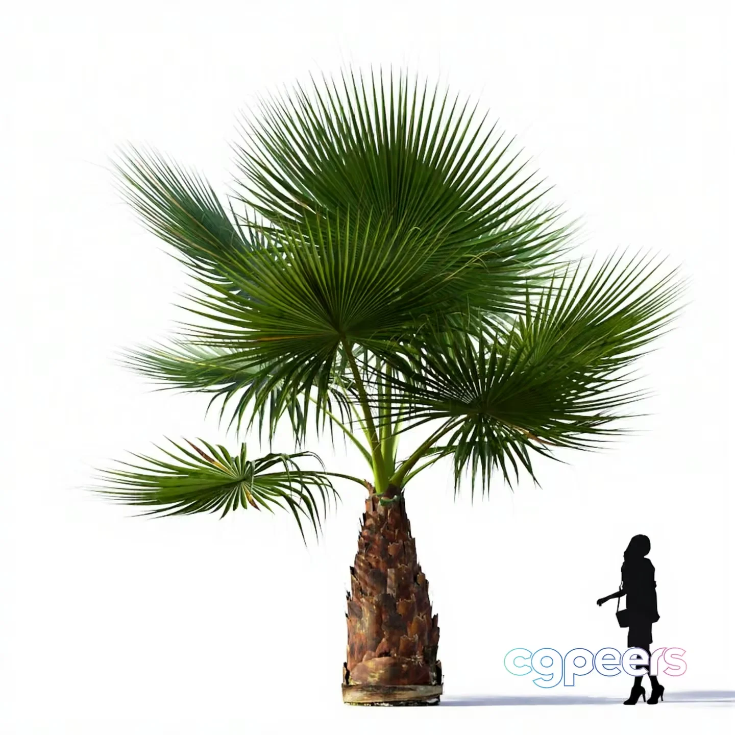 A Palm Tree 3D Model – 17853 – VRAY Render