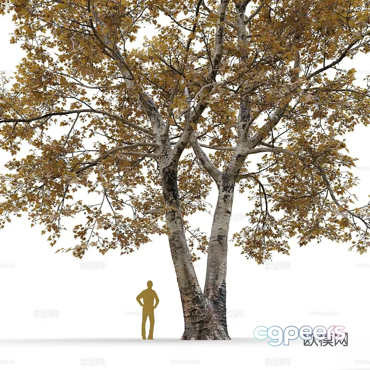 3d model of sycamore tree