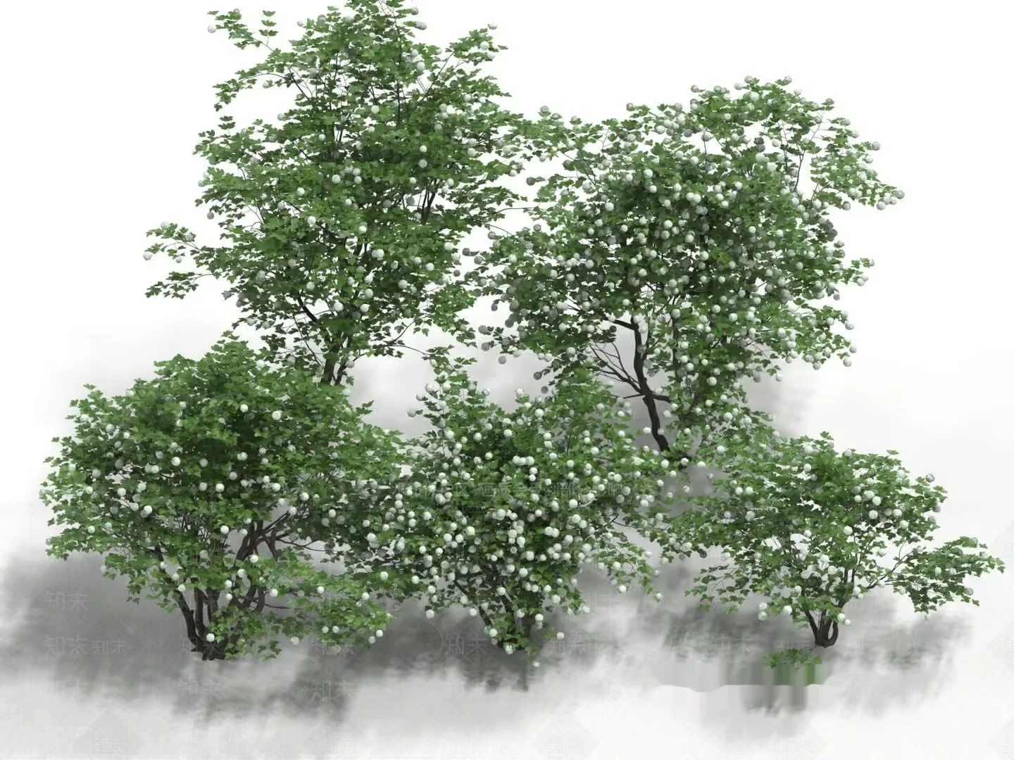 A Tree With Green Leaves And White Berries 3D Model – 14090 – VRAY Render