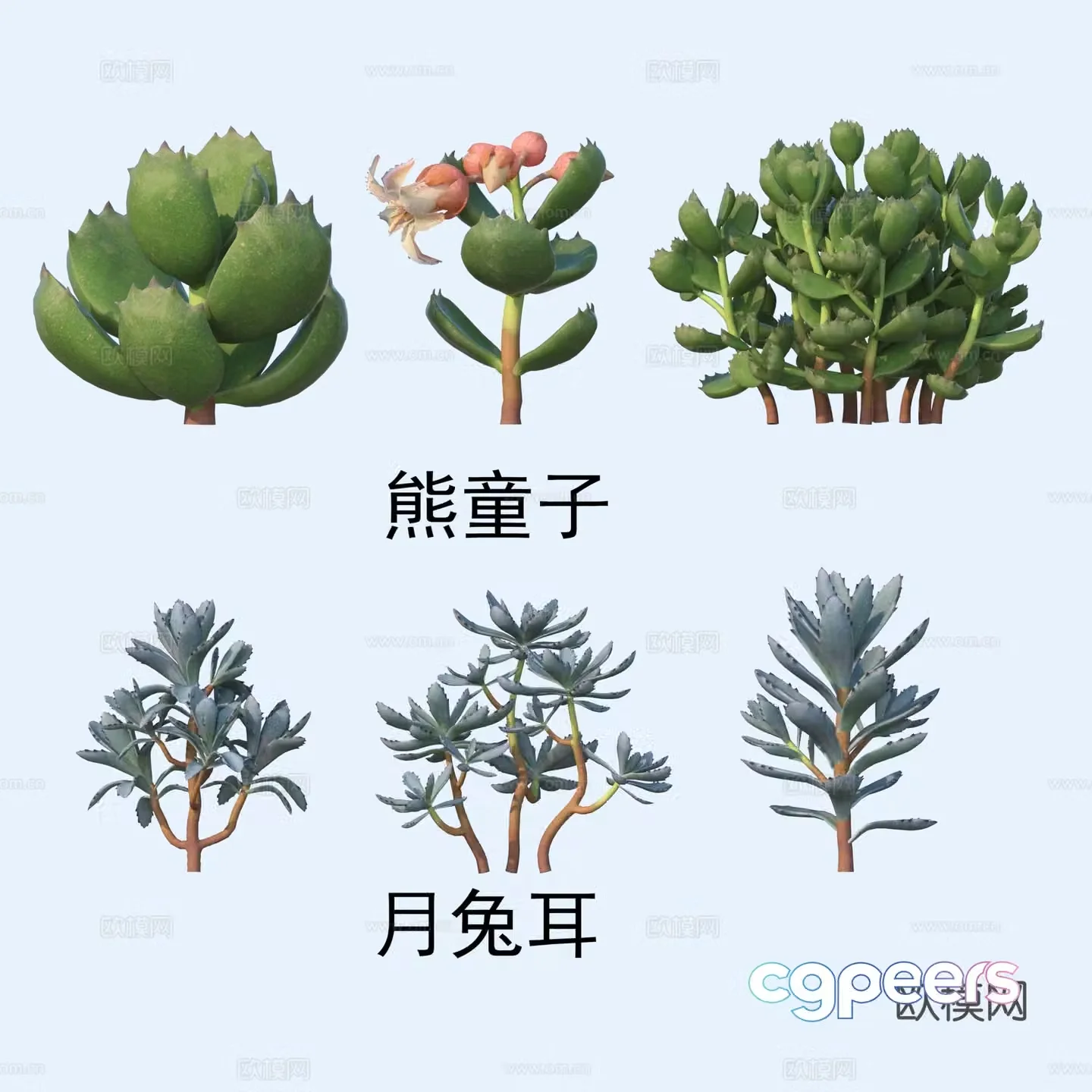 Succulents Flowers Bear Boy Moon Rabbit Ears 3D model