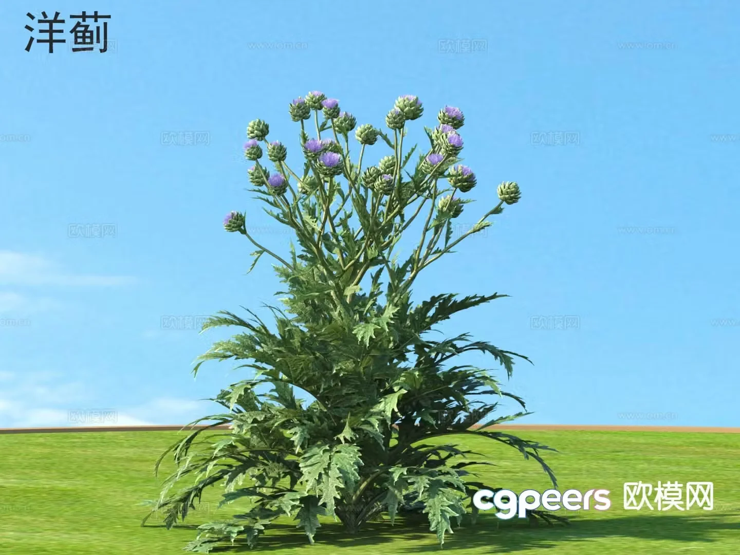 Artichoke Plant 3D Model