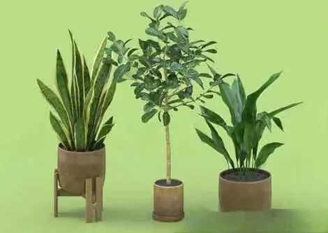 Potted Plants 3D Model – 3319 – VRAY Render