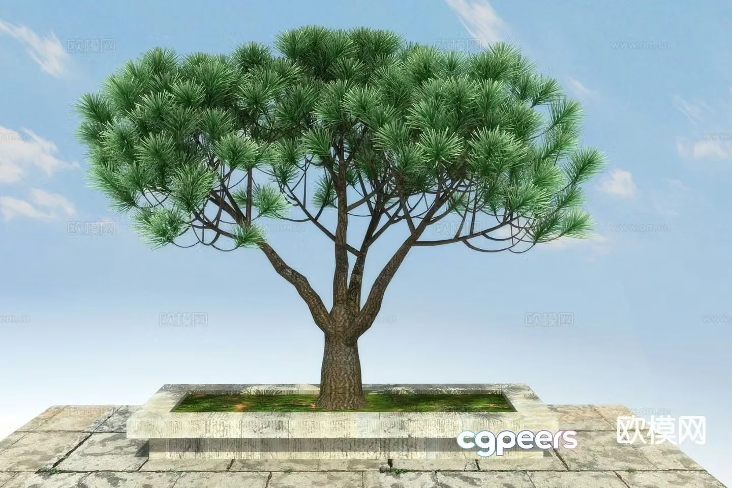 New Chinese style pine tree 3d model