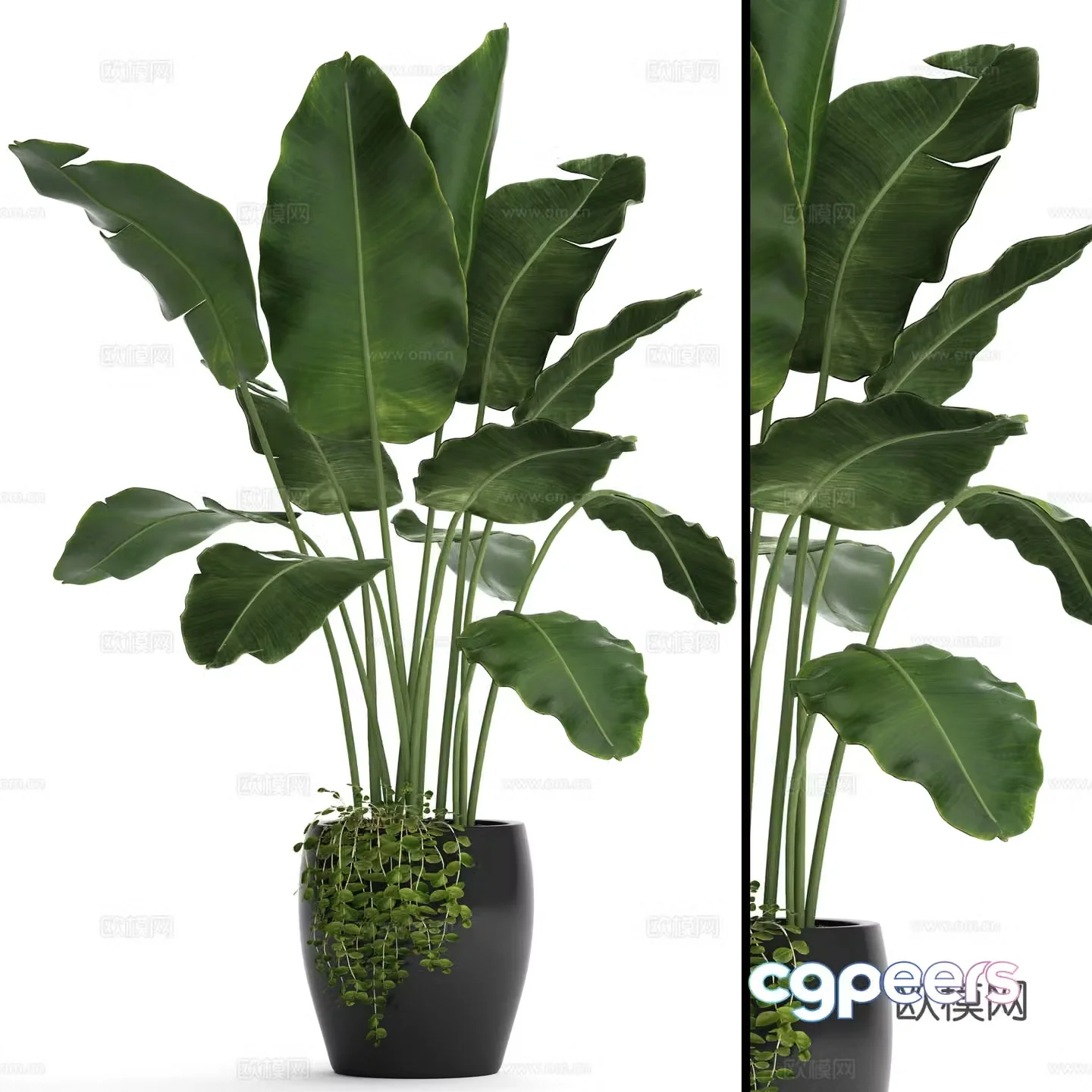 Green plant potted banana leaves 3D model