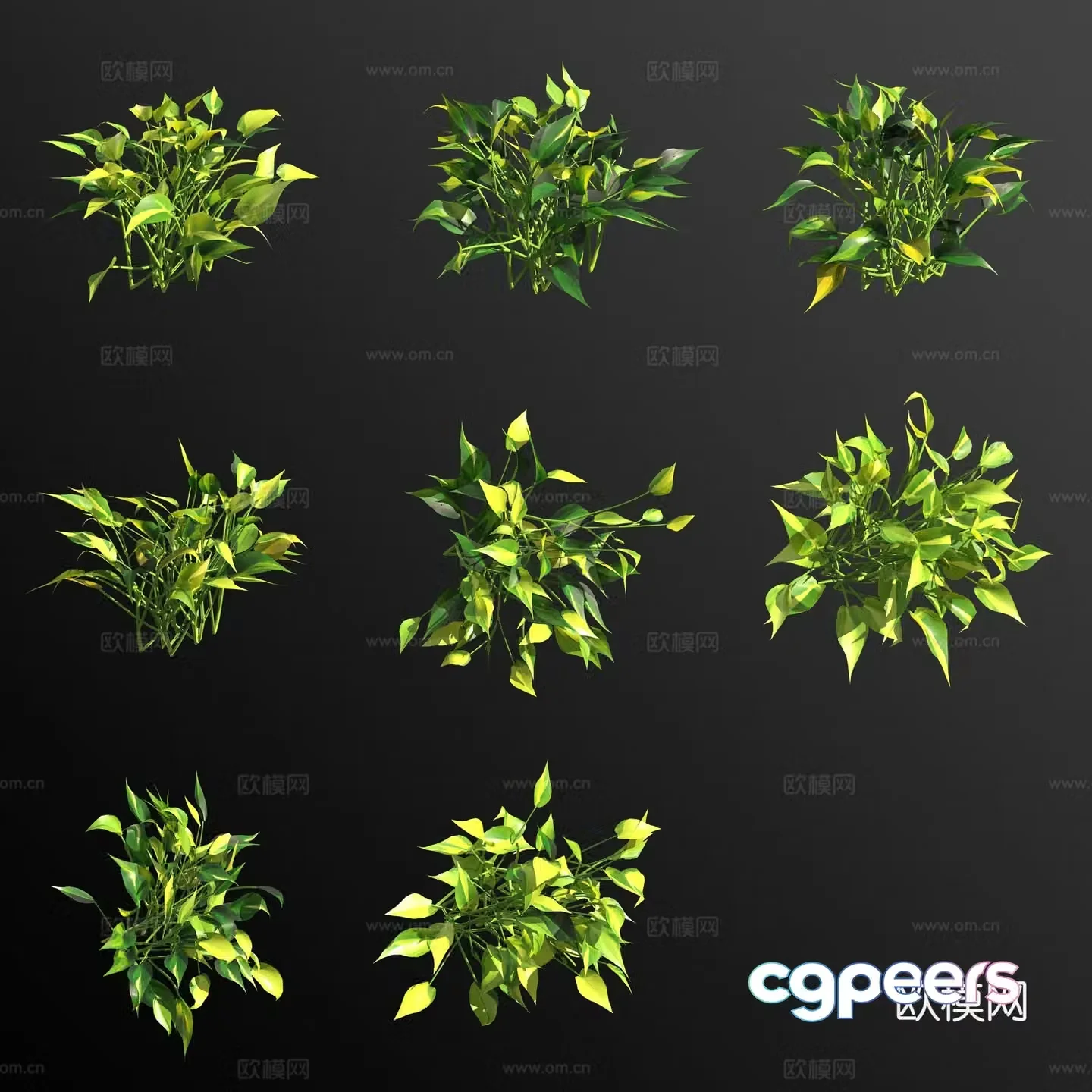 Heart-leaf Philodendron 3D model of green plants and flowers