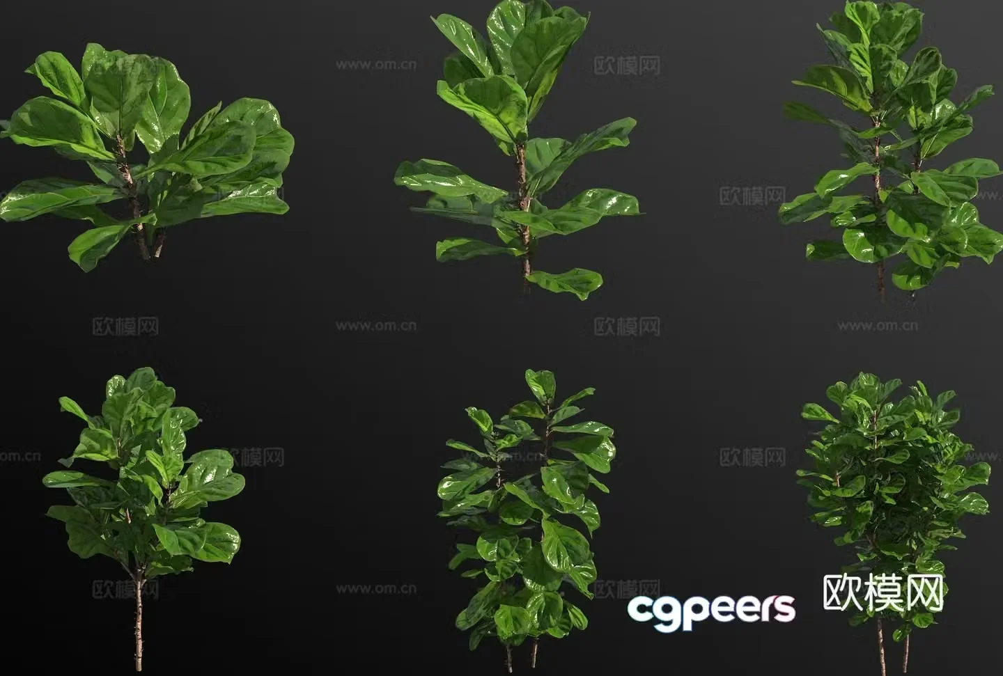 Qin Ye Rong green plant 3D model