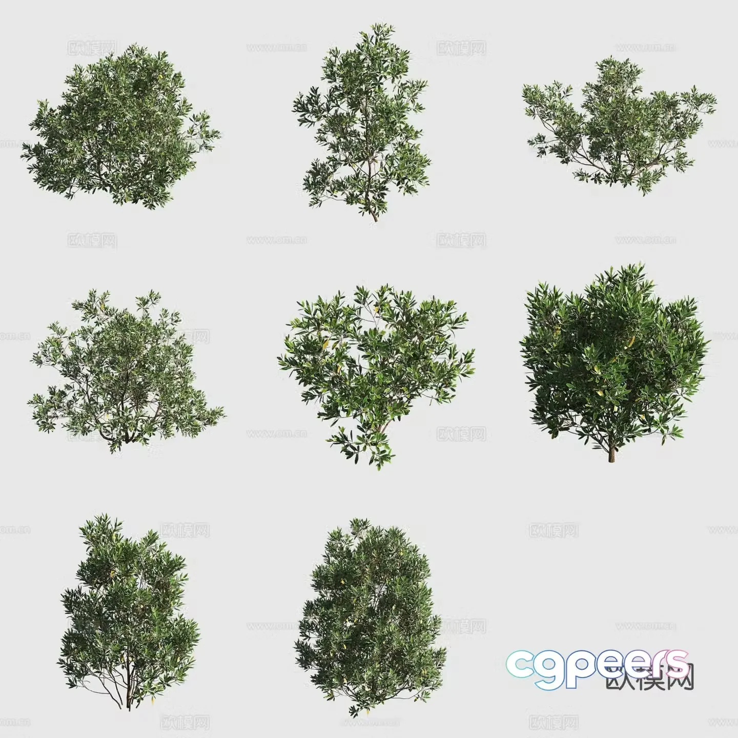 Chesangzi Hawaiian Plant 3D Model