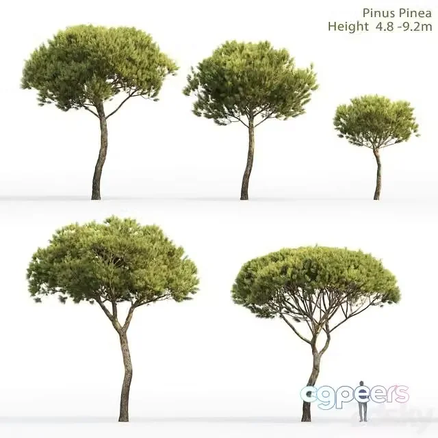 3ds Max Free – Pine 4.8-9.2m