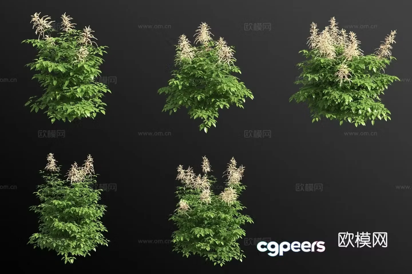 False cohosh flower 3d model