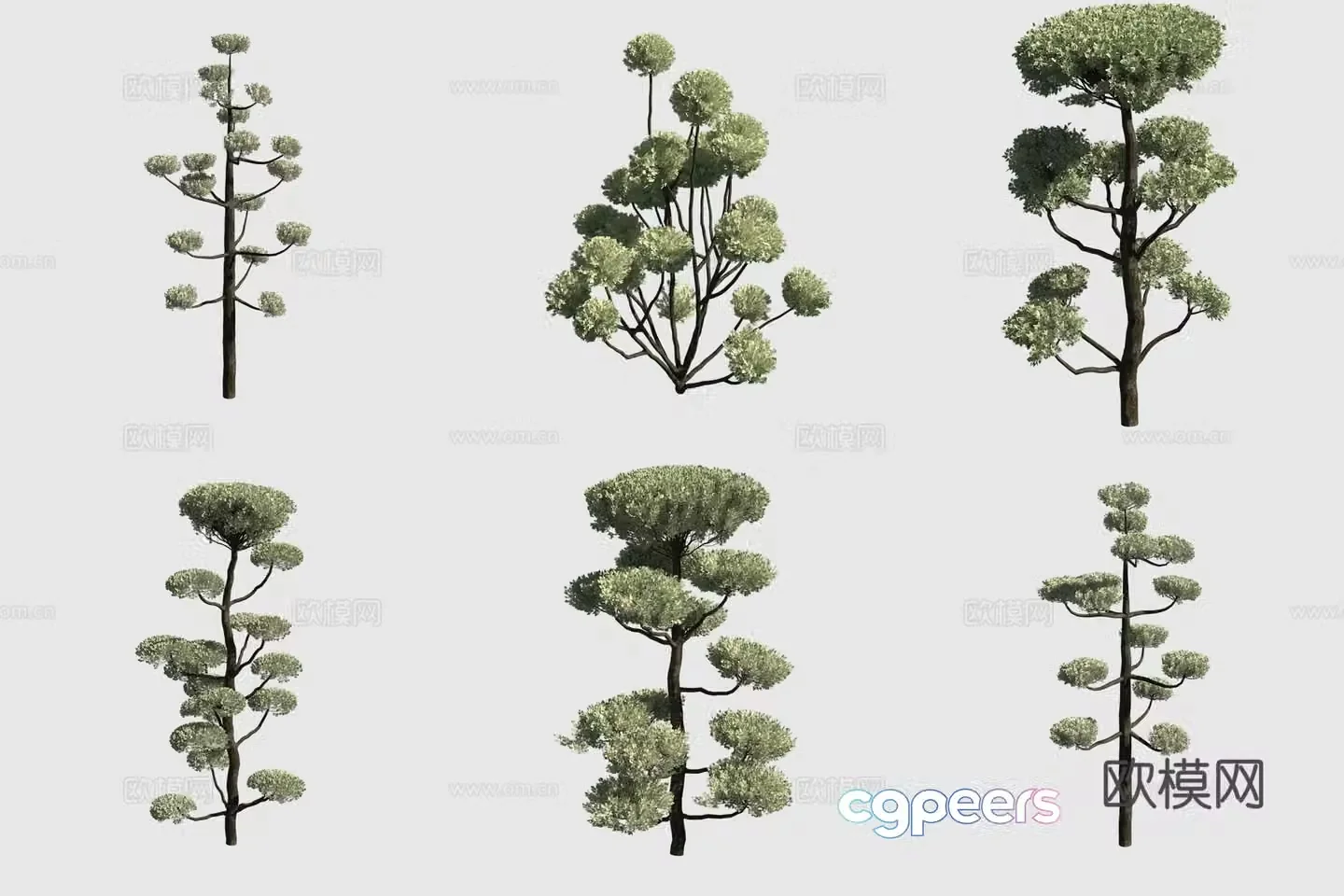 Japanese flat cypress shrub hedge ornamental plant 3d model