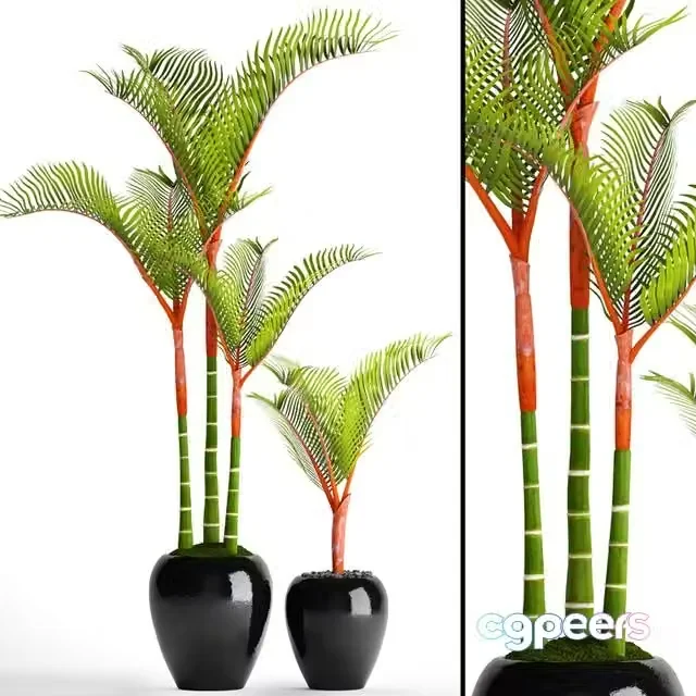 3ds Max Free – Cyrtostachys, dipsis, palm tree, pot, flowerpot, interior, exotic, outdoor