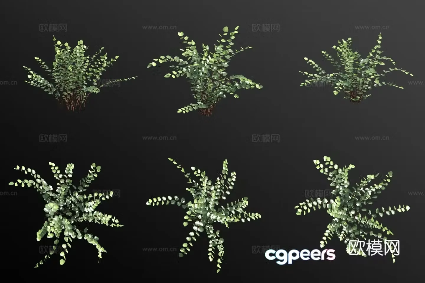 Button fern green plant flowers 3d model
