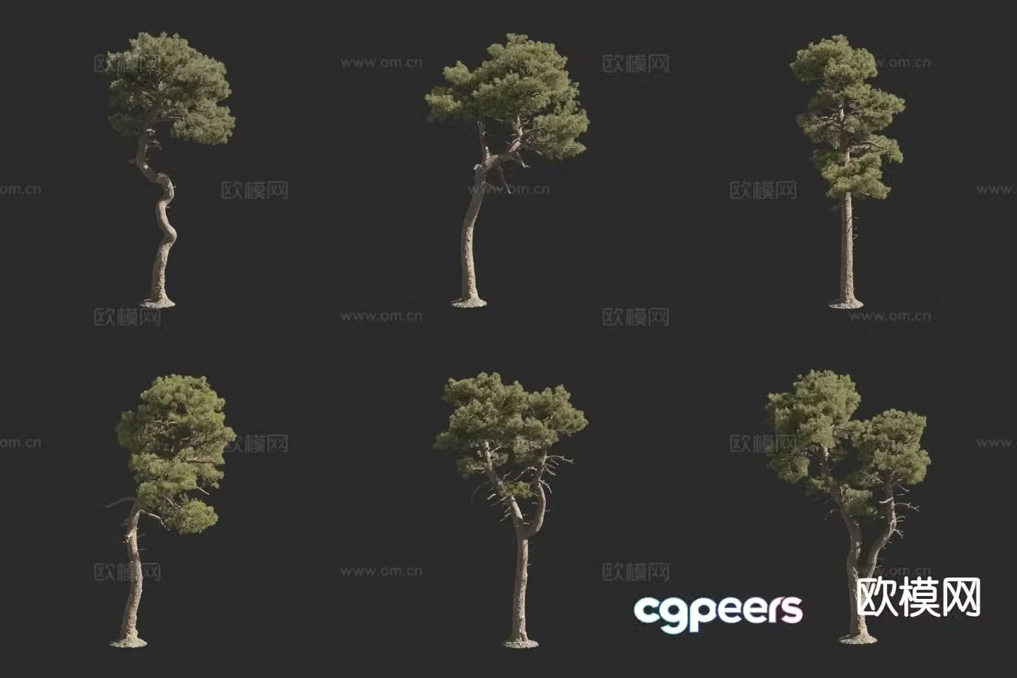 Coarse Pine Murikata Pine Landscape Tree 3D Model
