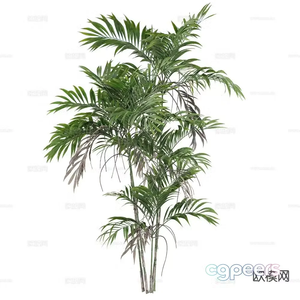 bamboo plant green plant shrub 3d model