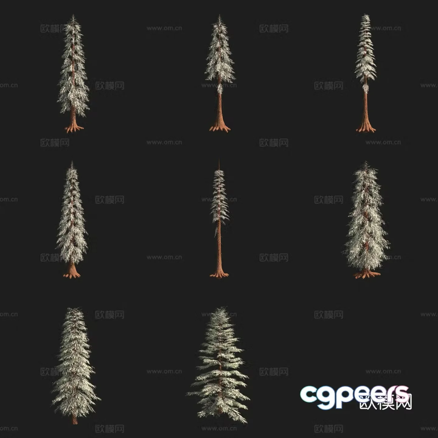 Western Red Cypress North American Tree 3D Model