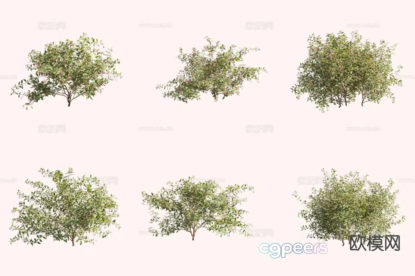 Short tube inverted fuchsia bush 3d model