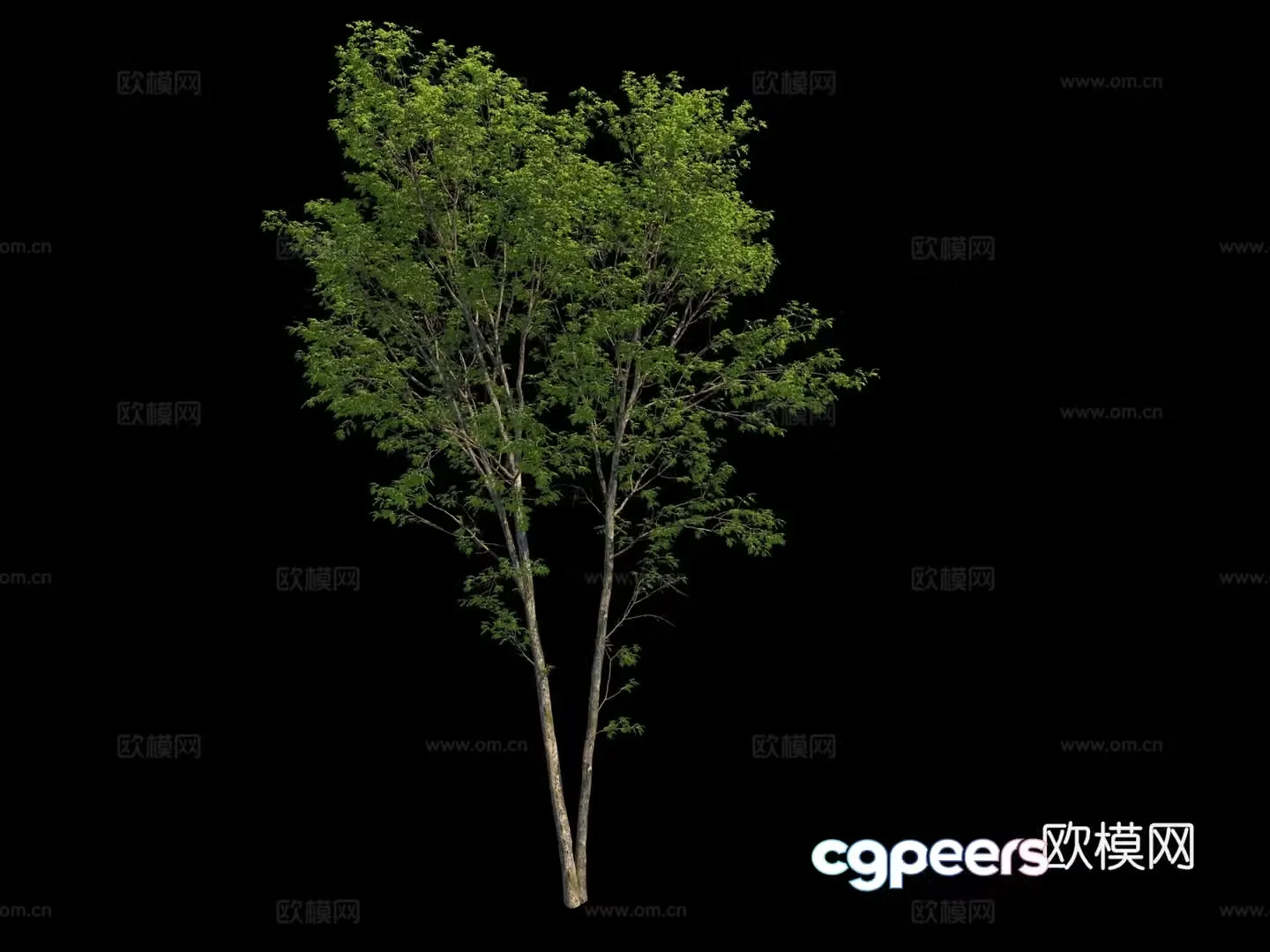 Modern outdoor trees 3d model