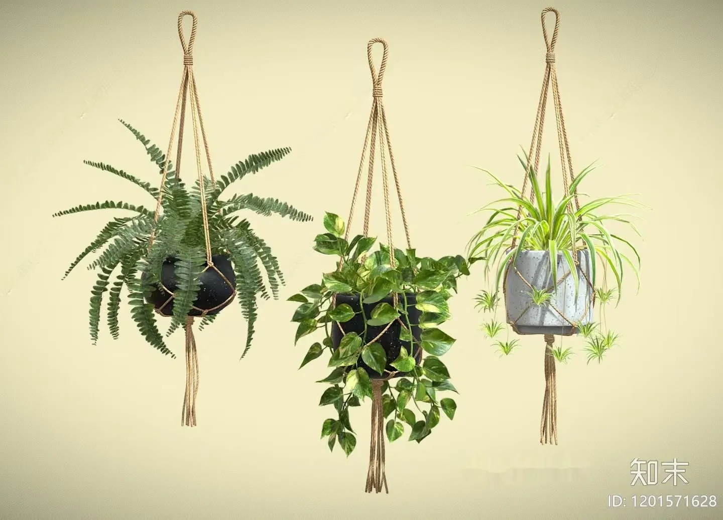 Three Hanging Plants 3D Model – 21427 – VRAY Render