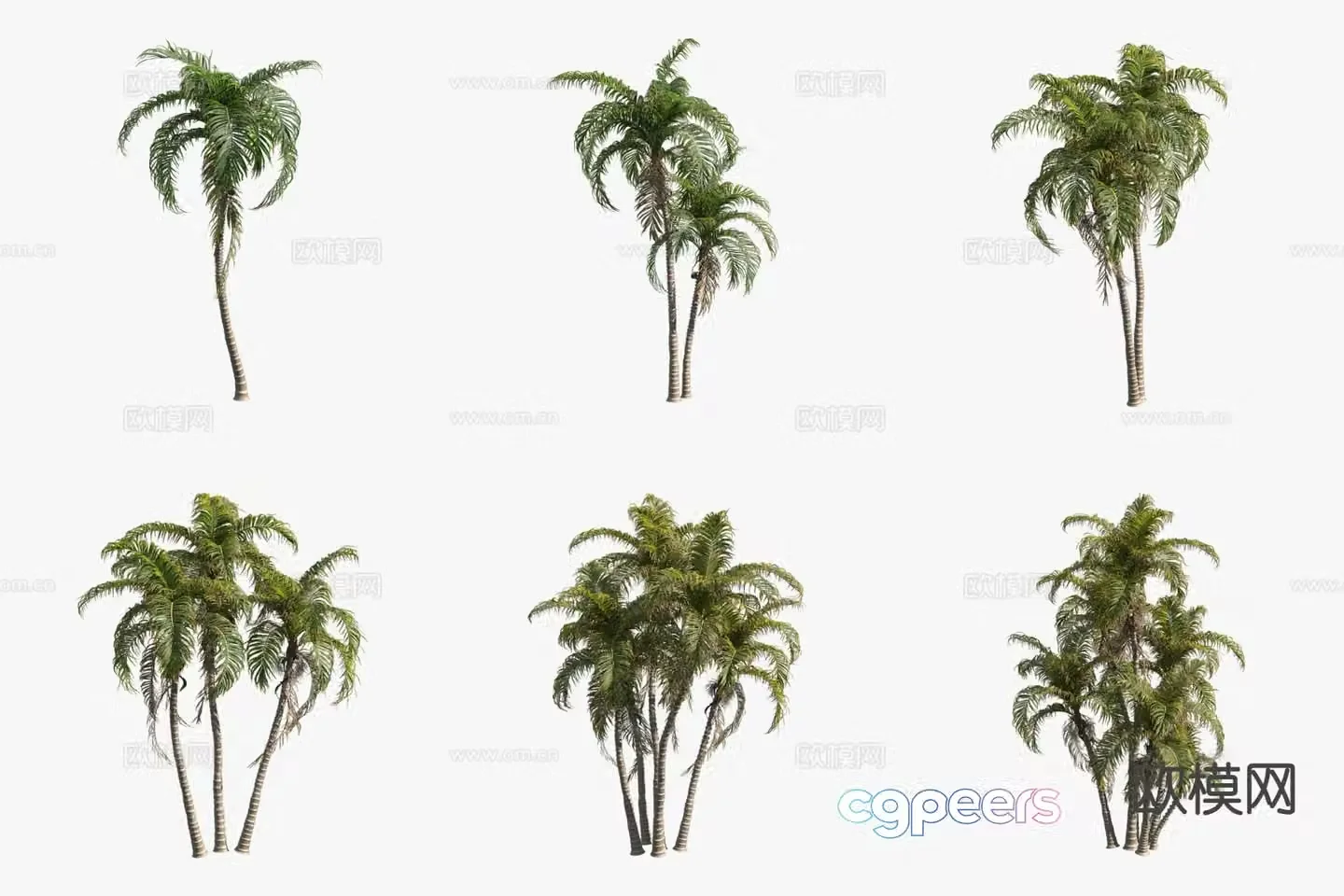 Peach Coconut Thorn Palm Tree Tropical Tree 3D Model