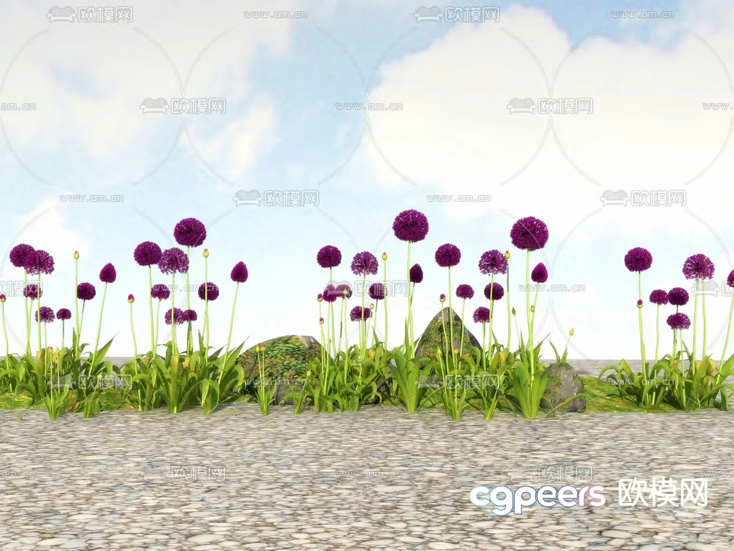 Flowers and plants Wild flowers Big flowers onion 3D model