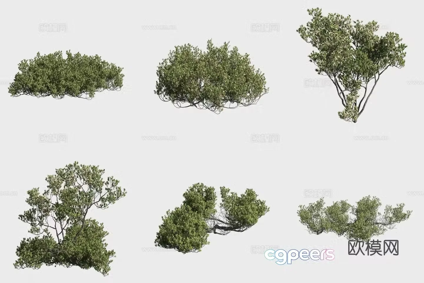 Caper bean mangrove plant 3d model