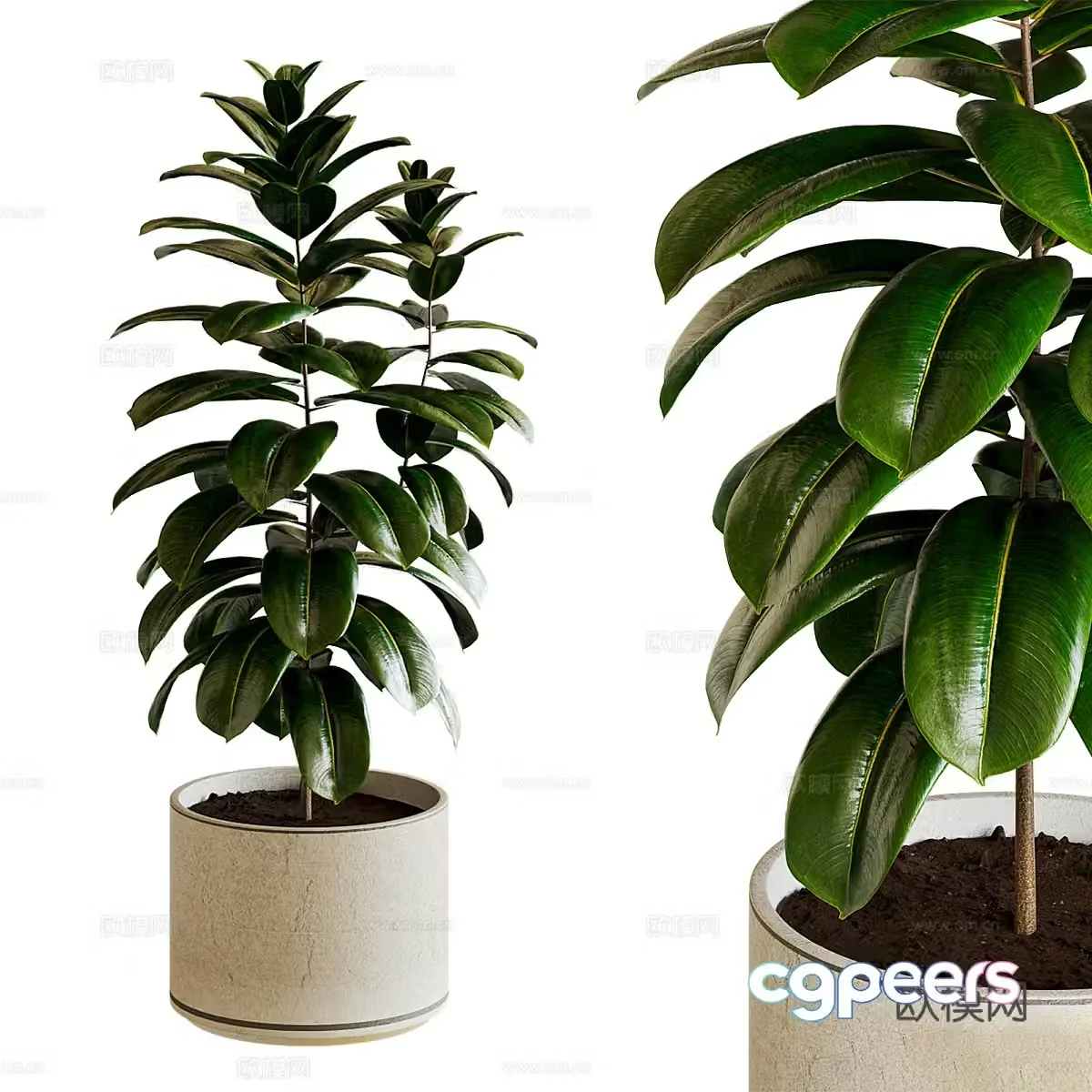 Potted green plants Decorative green plants Outdoor green plants Indoor green plants Flooring 3D model