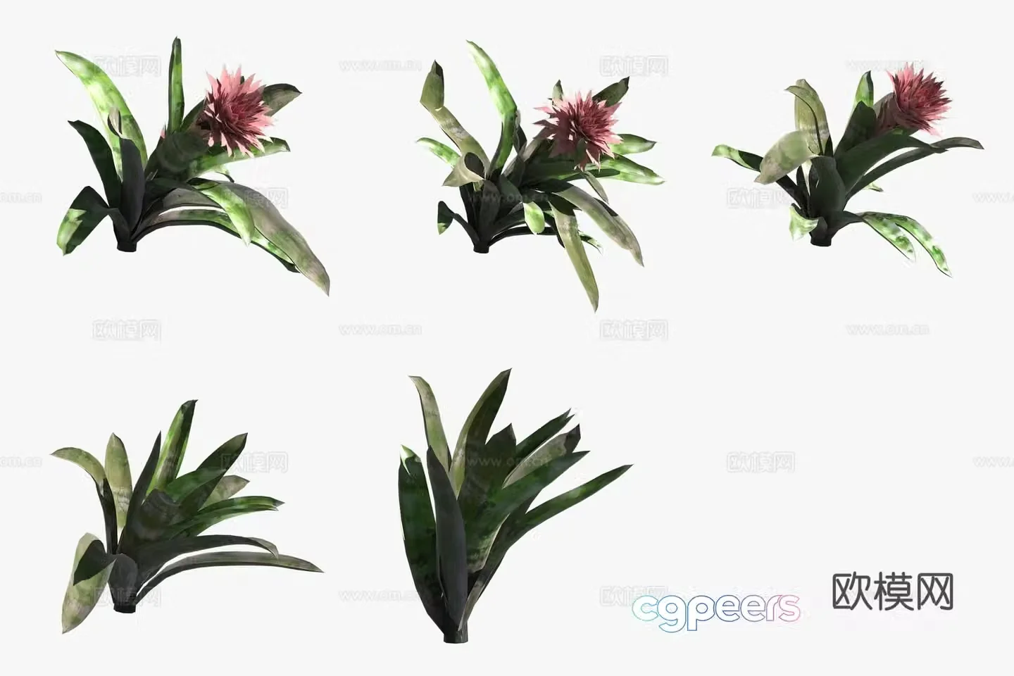 Striped pineapple flower and green plants 3D model