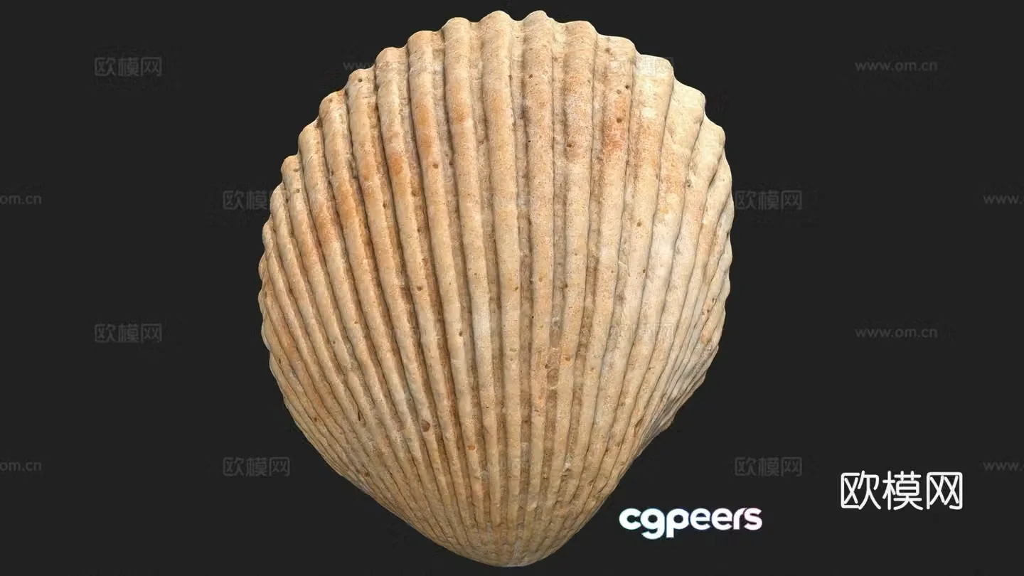 Shell souvenir 3d model