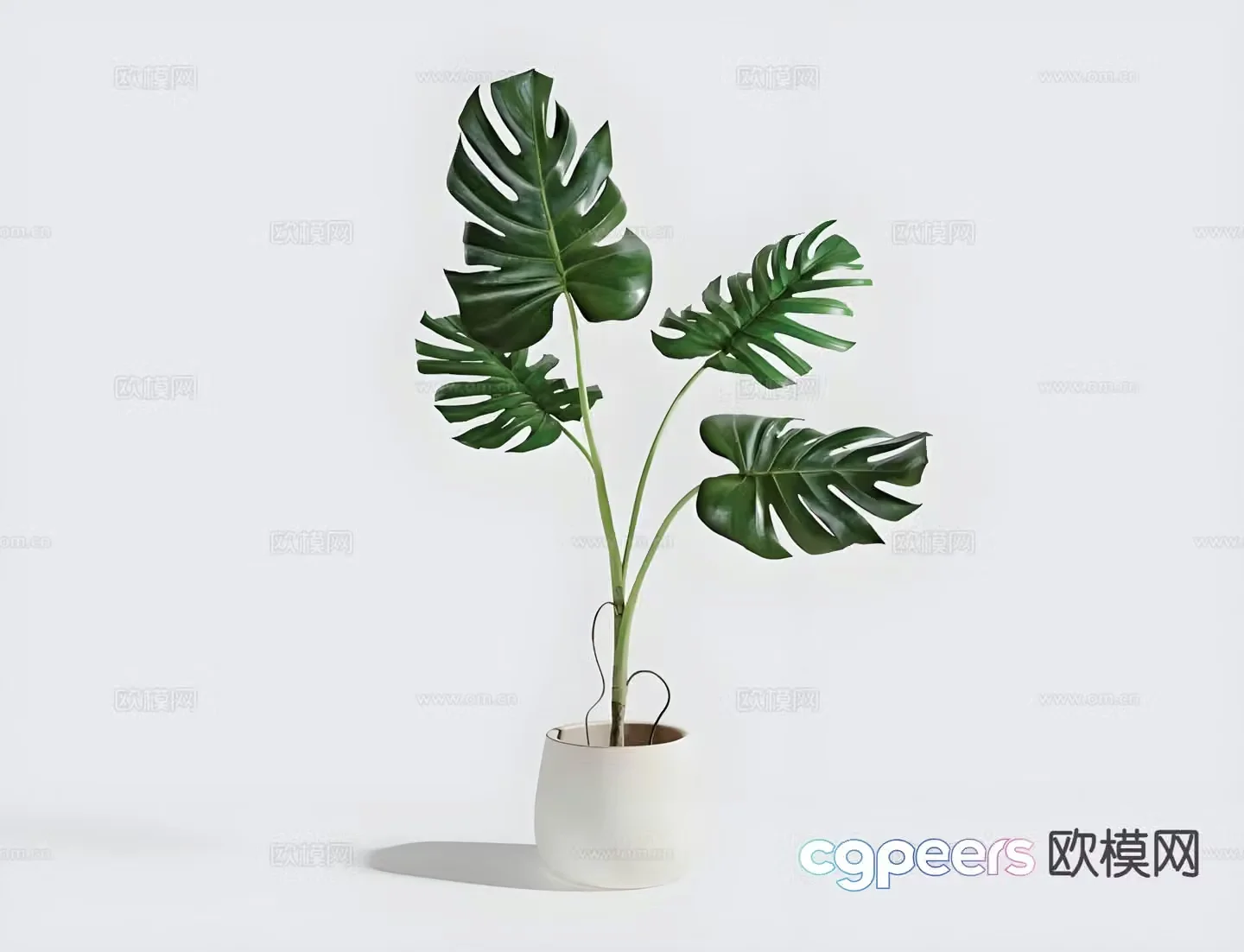 monstera potted green plant 3d model