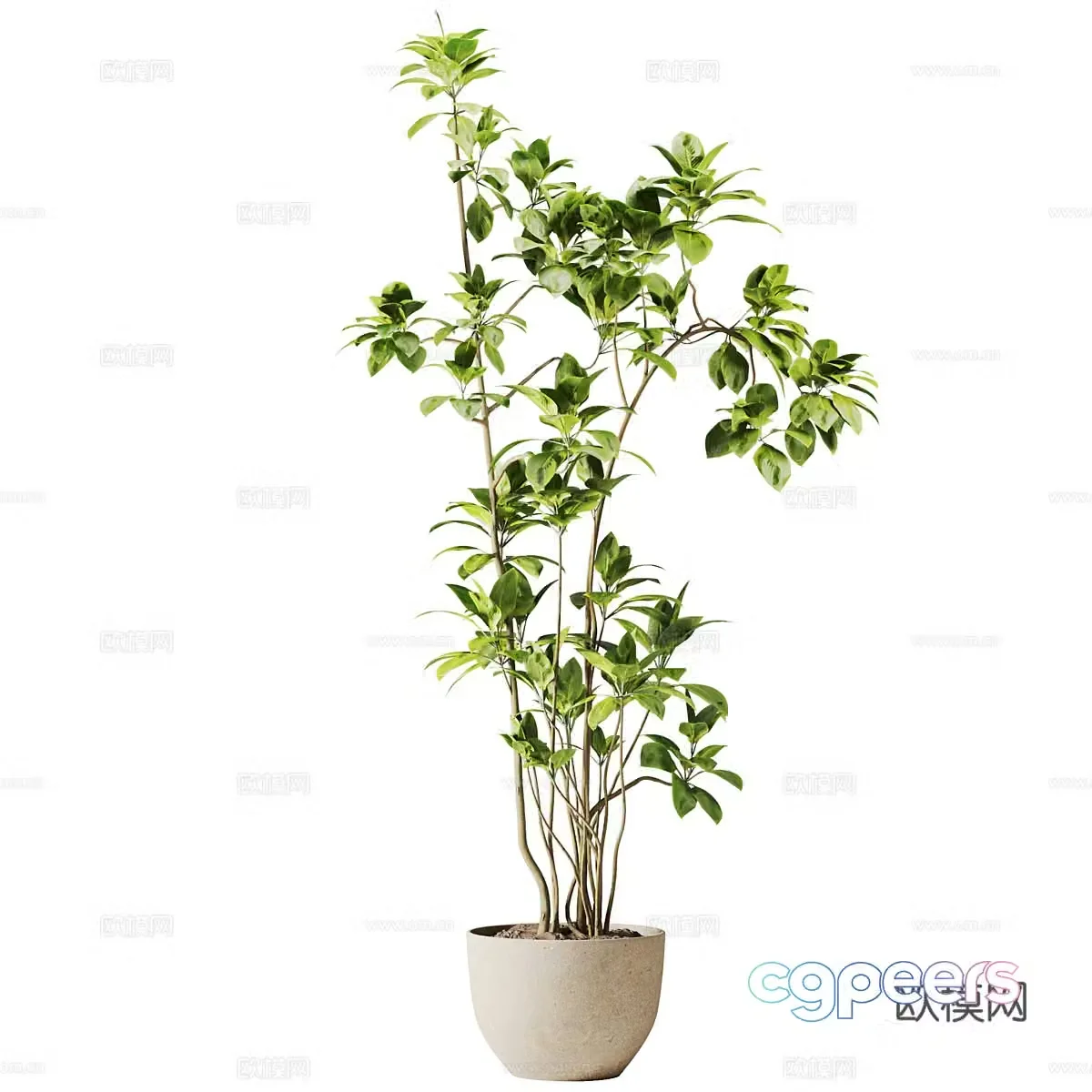 New Chinese green plant potted 3D model
