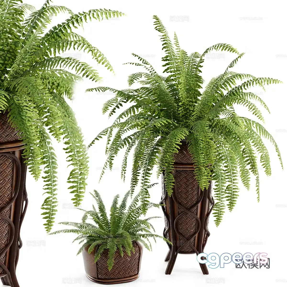 3D model of fern potted plants