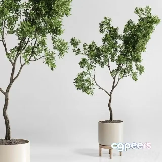 3ds Max Free – Indoor plant 176 wooden vase plant tree pot