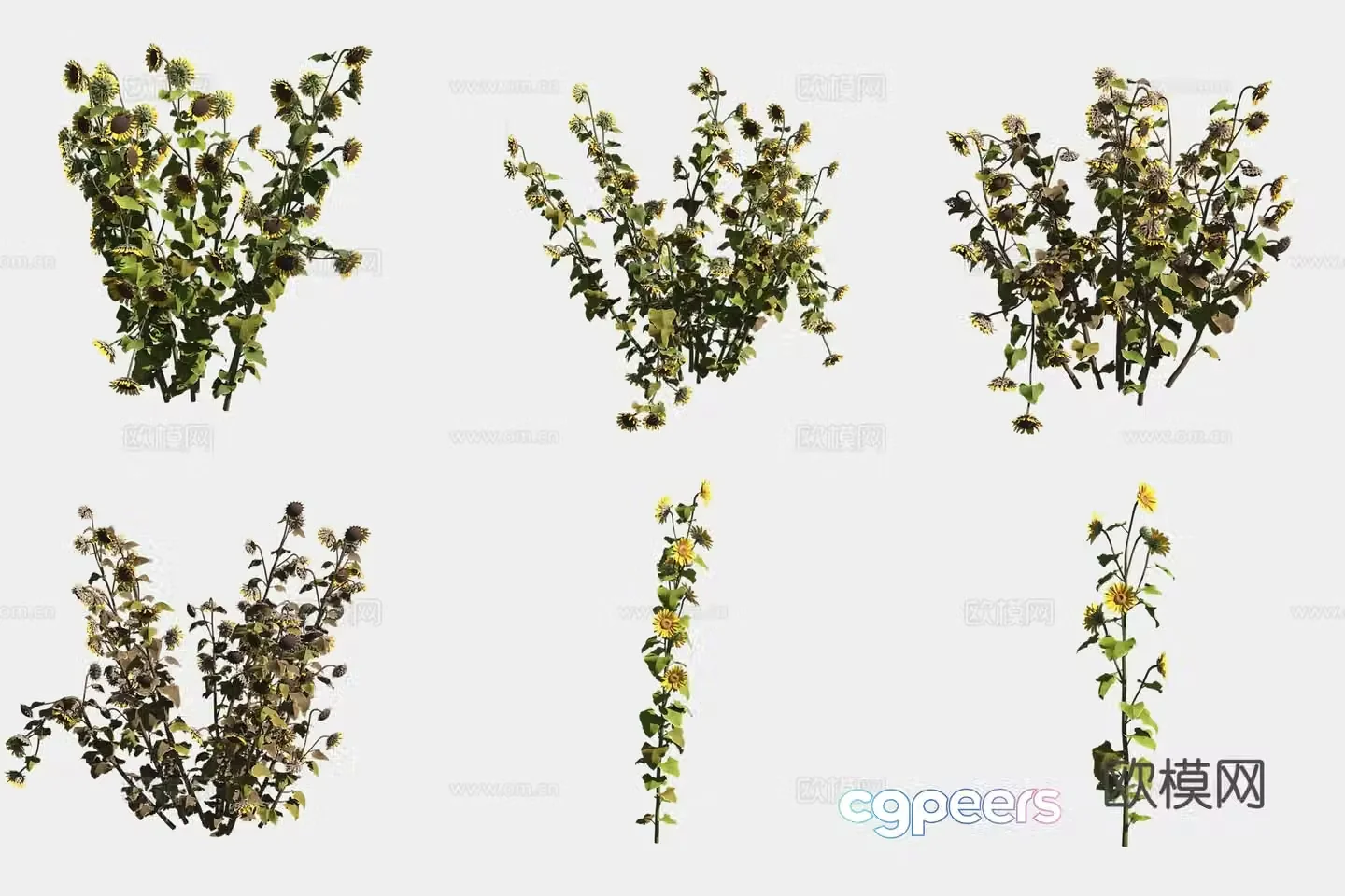 Sunflower 3d model