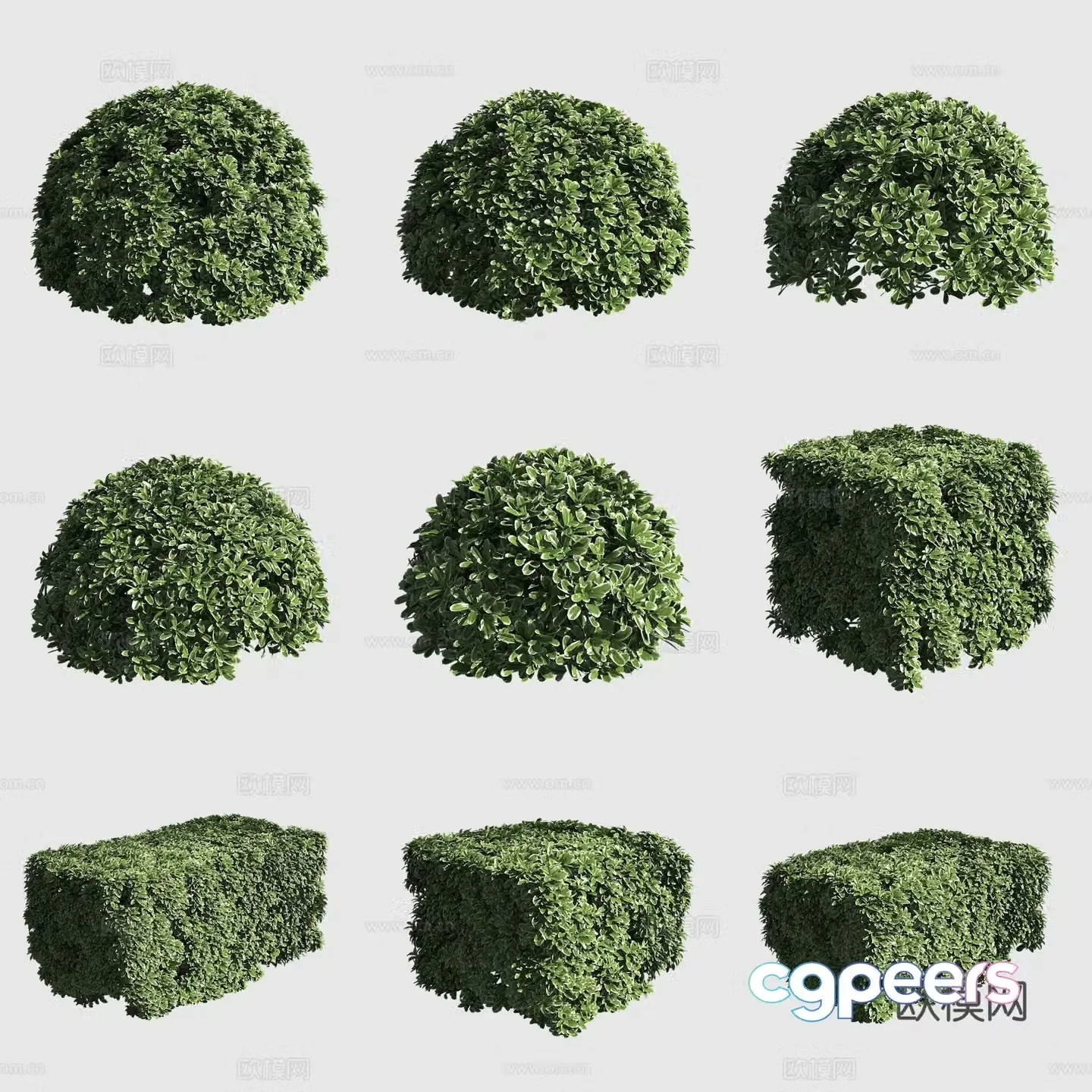 Flower leaf pothus shrub hedge ornamental plant 3d model