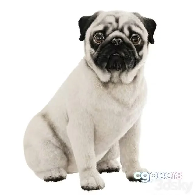 3ds Max Free – Realistic pug dog