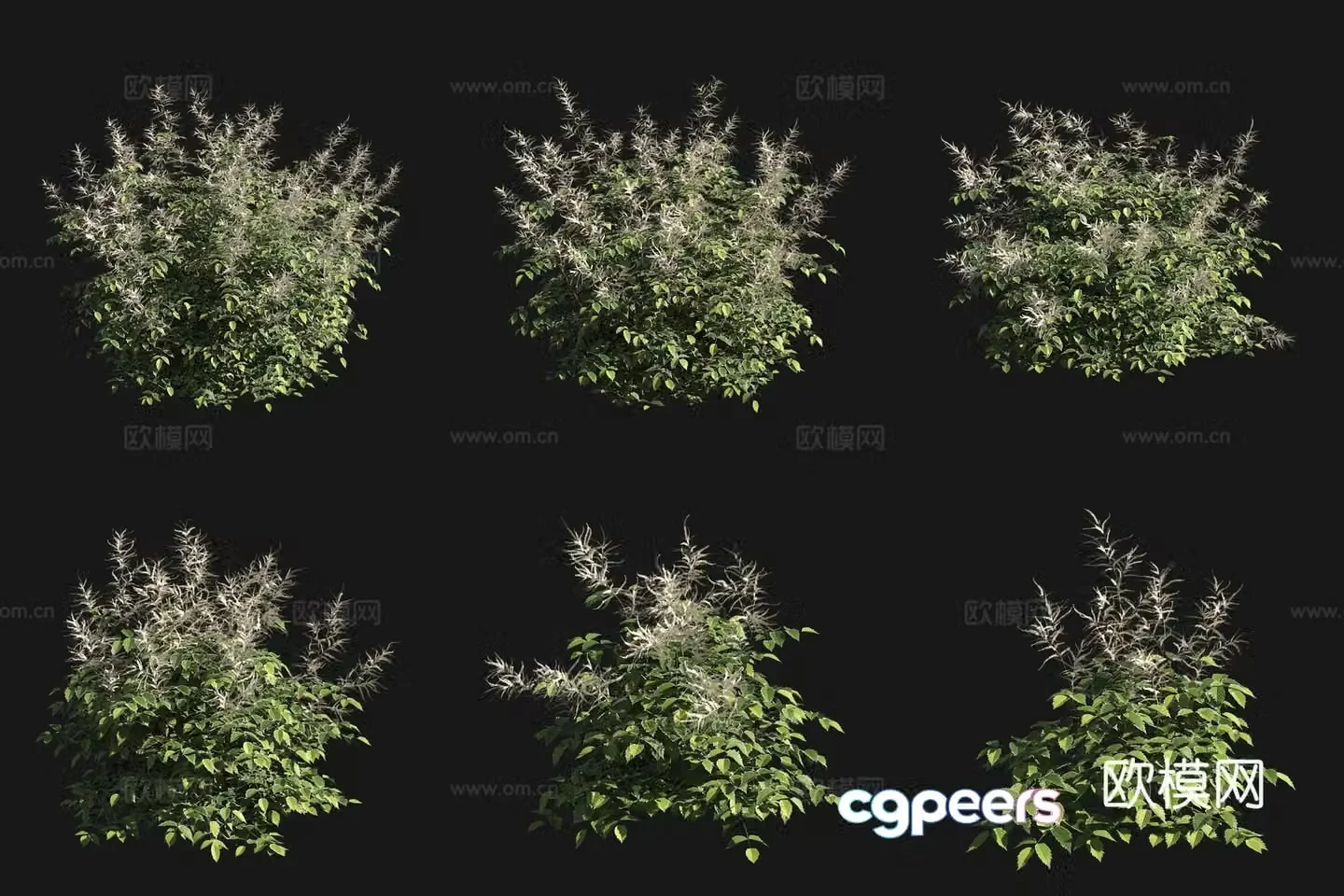 Fake Cohosh shrub flower tree 3d model