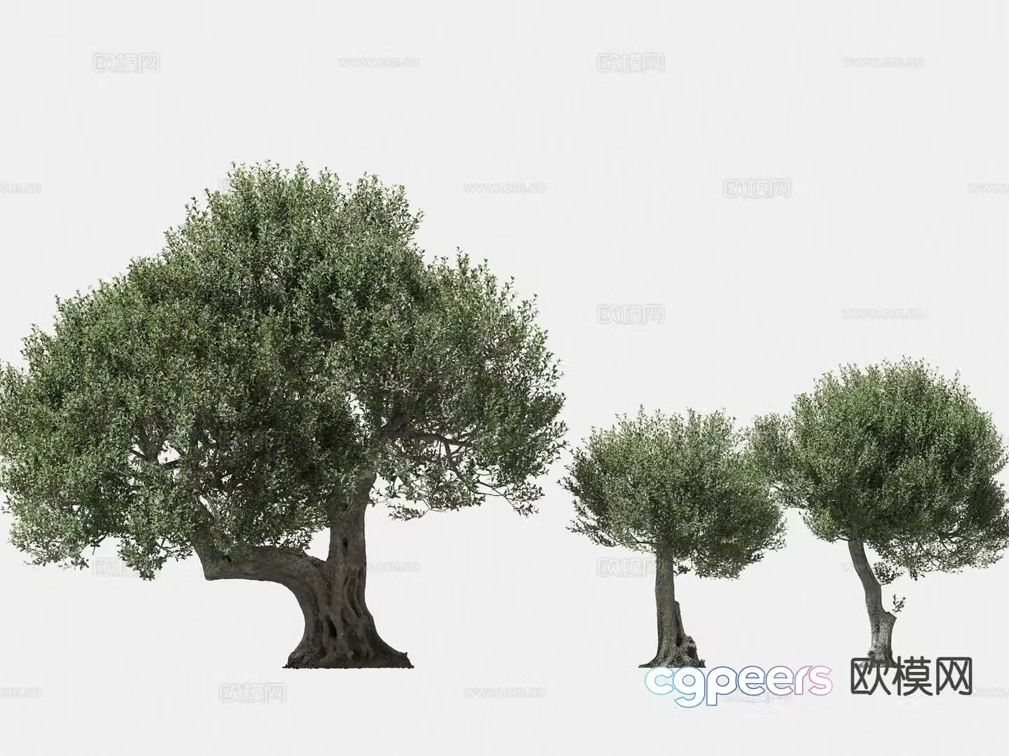 olive tree arbor trees lone tree 3d model