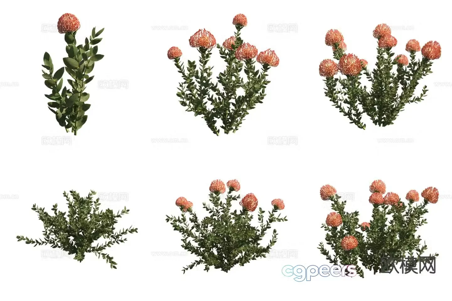 Pincushion Flowers Flowers and Plants Shrubs 3D Model