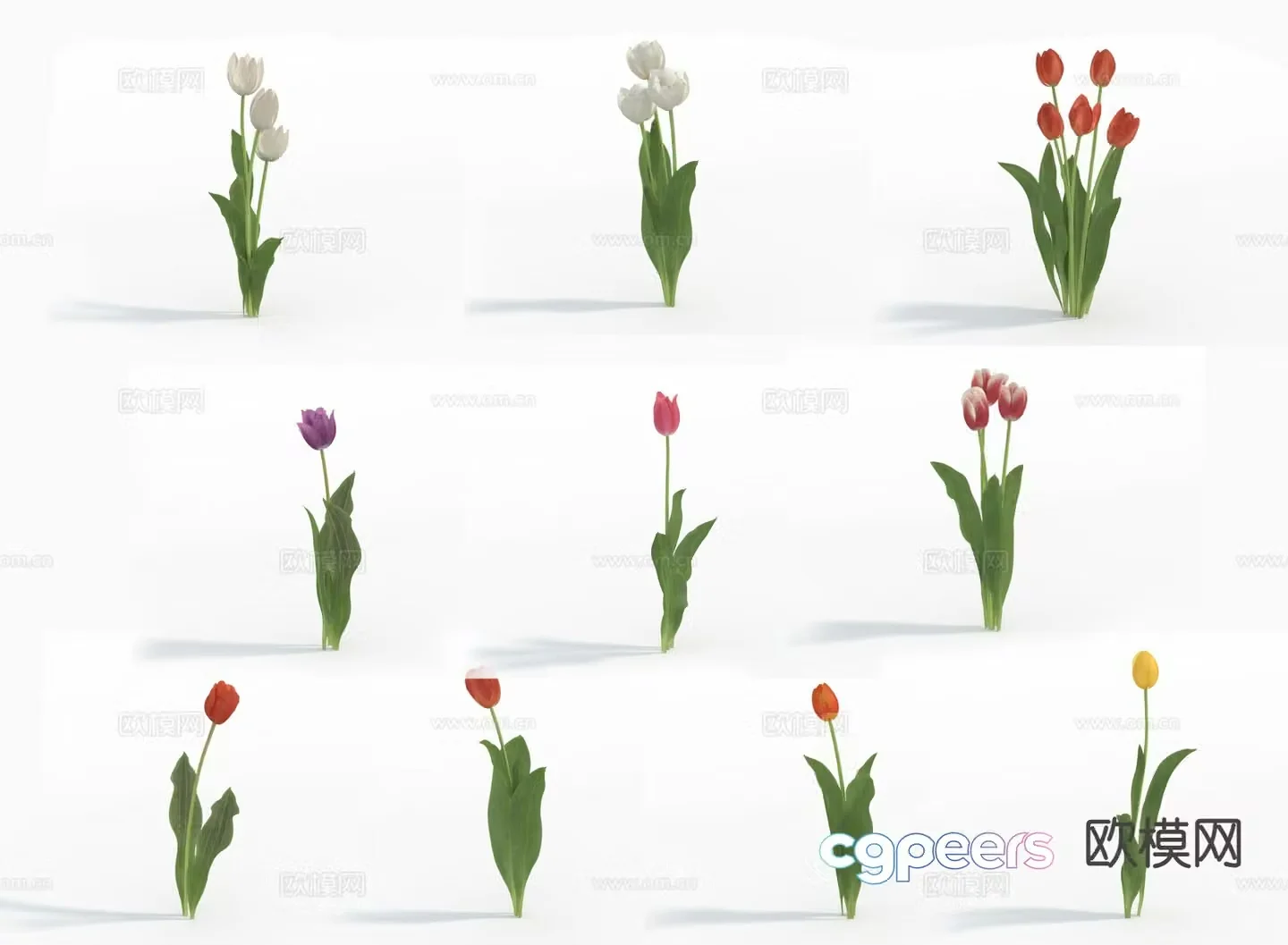 Tulips Flowers Flowers 3D Model