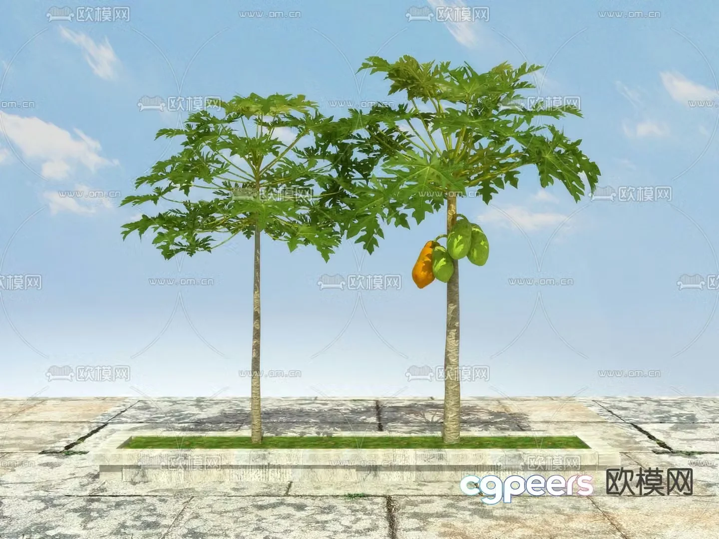 Landscape tree Fruit tree Papaya tree 3d model