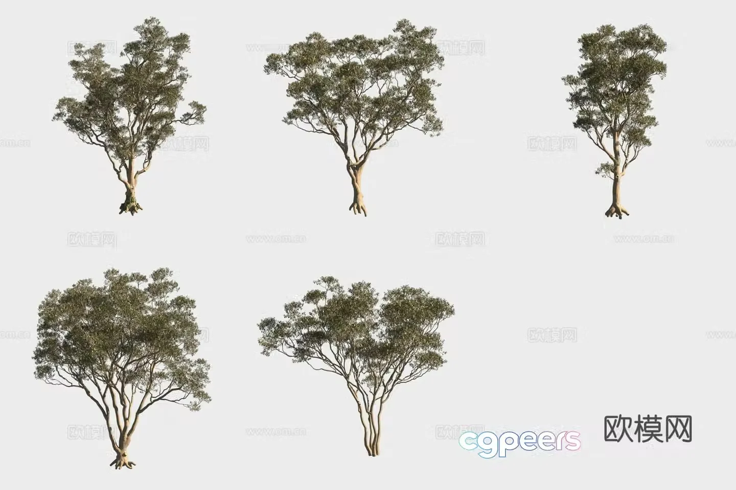 White wood eucalyptus tree forest 3d model
