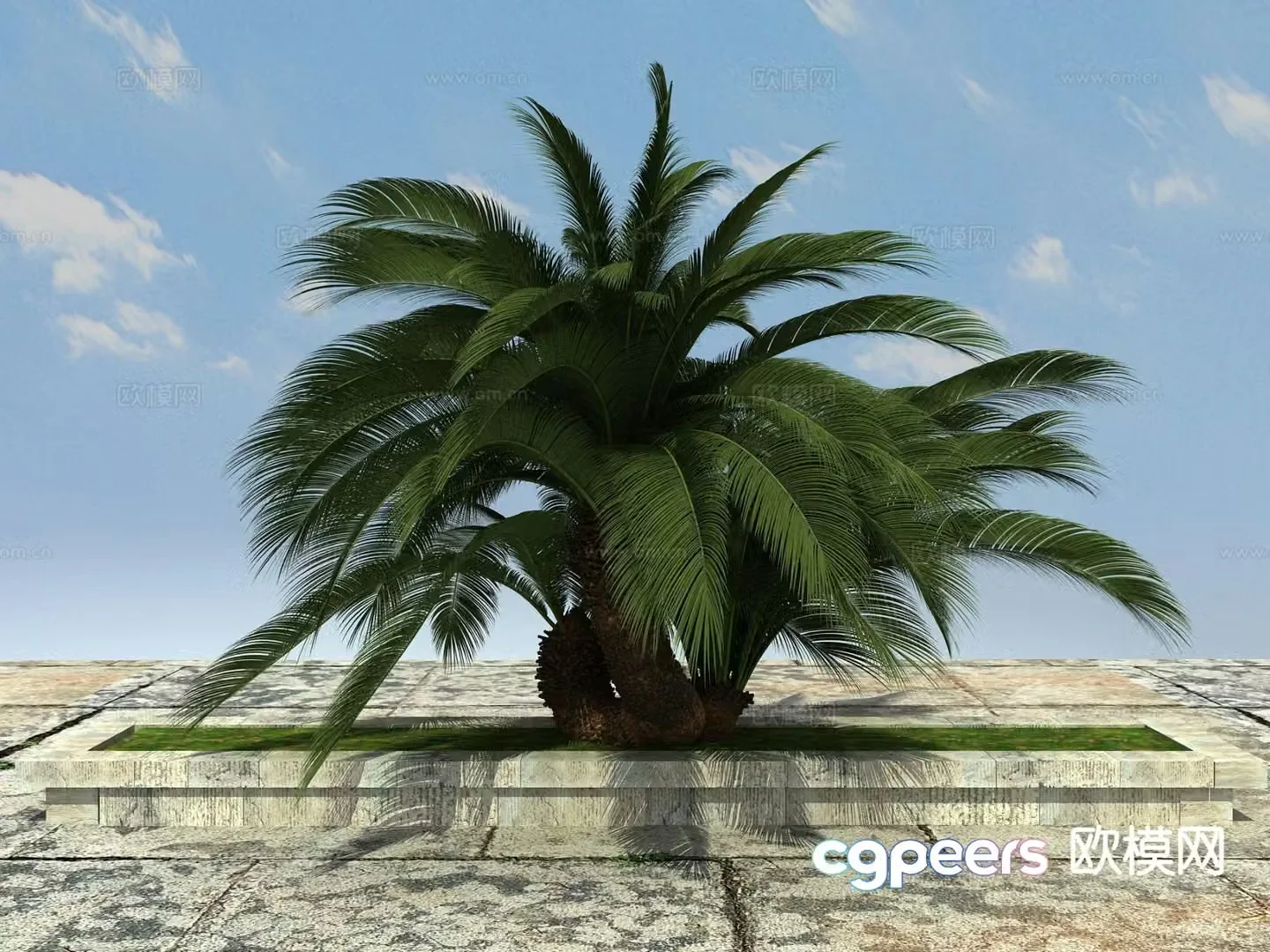 Tropical plant big iron tree 3d model