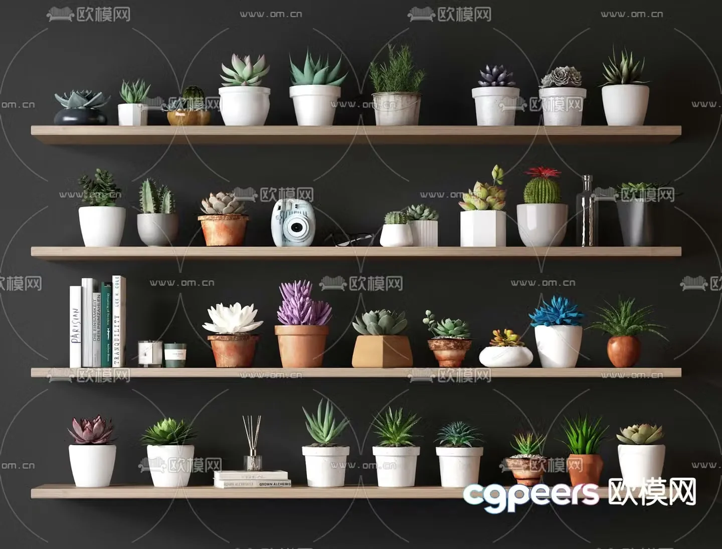 Succulent potted plant 3d model