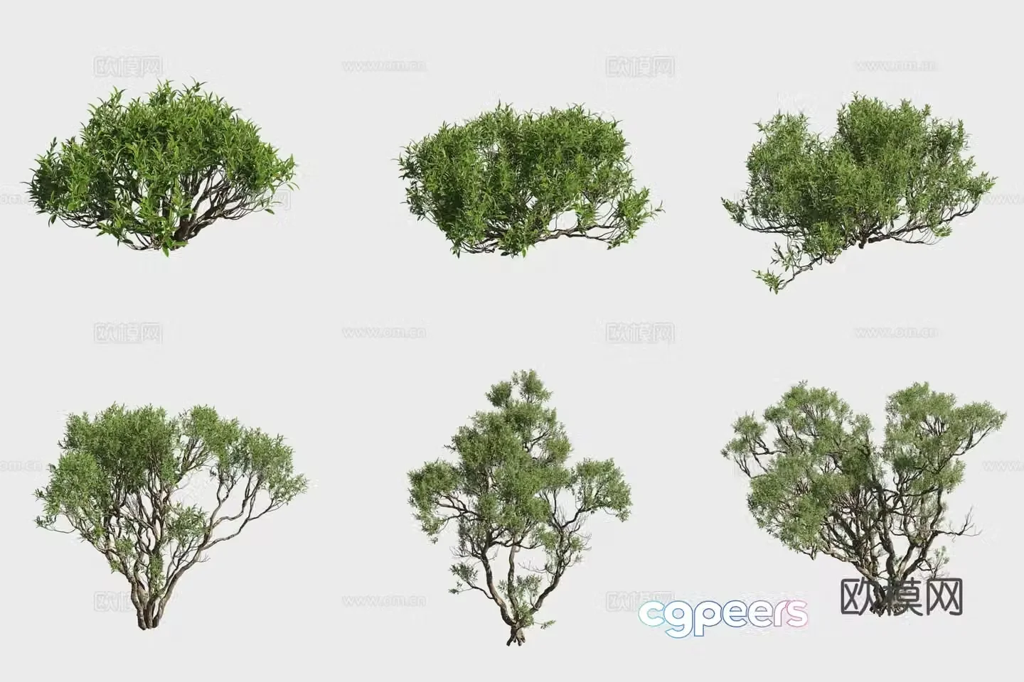 3D model of white bone soil mangrove plants