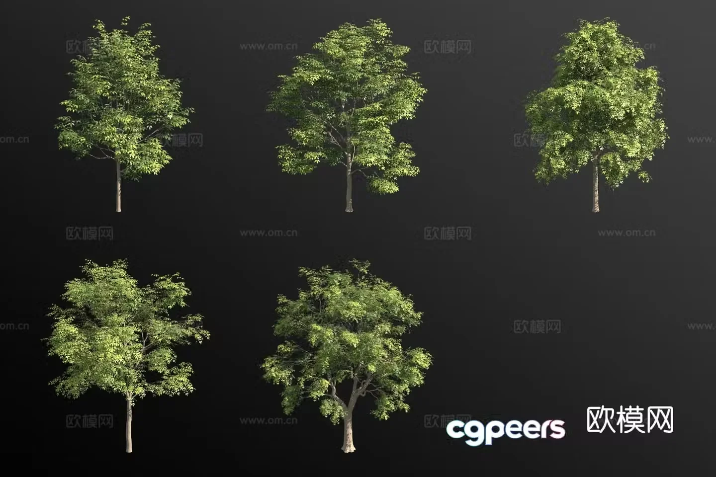 European ash ash tree landscape tree large tree 3d model