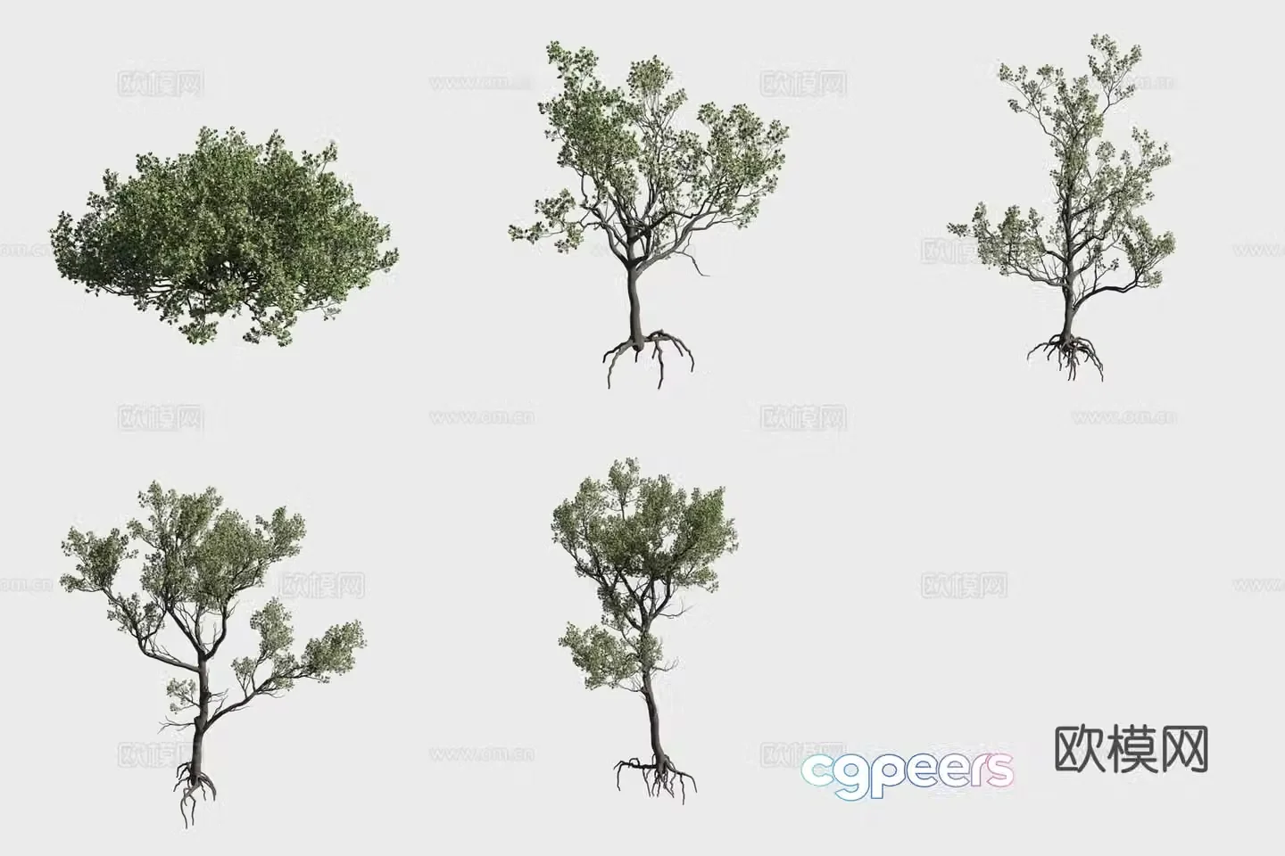 3D model of olive plum mangrove plants