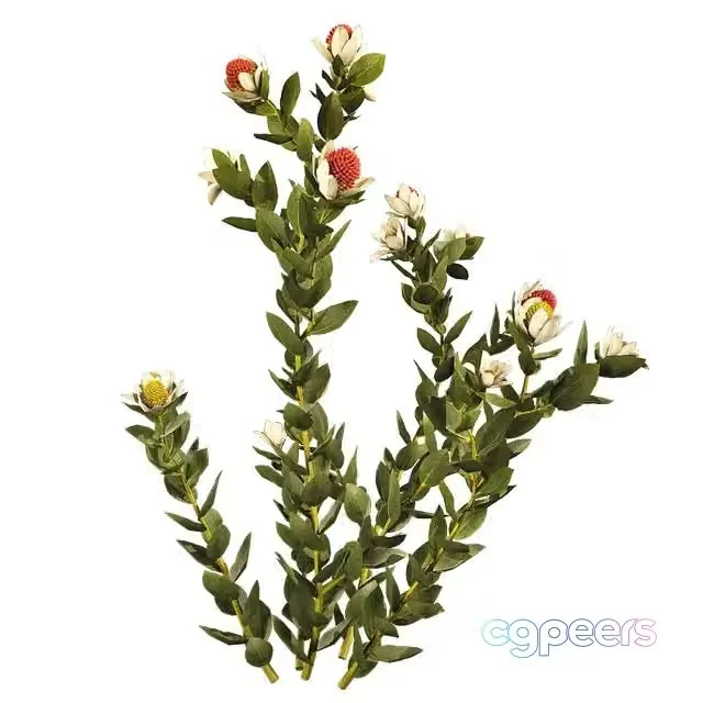 3ds Max Free – Leucadendron Discolor 01 02