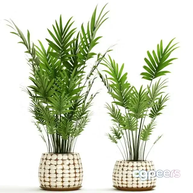 3ds Max Free – A collection of palms in pots 4