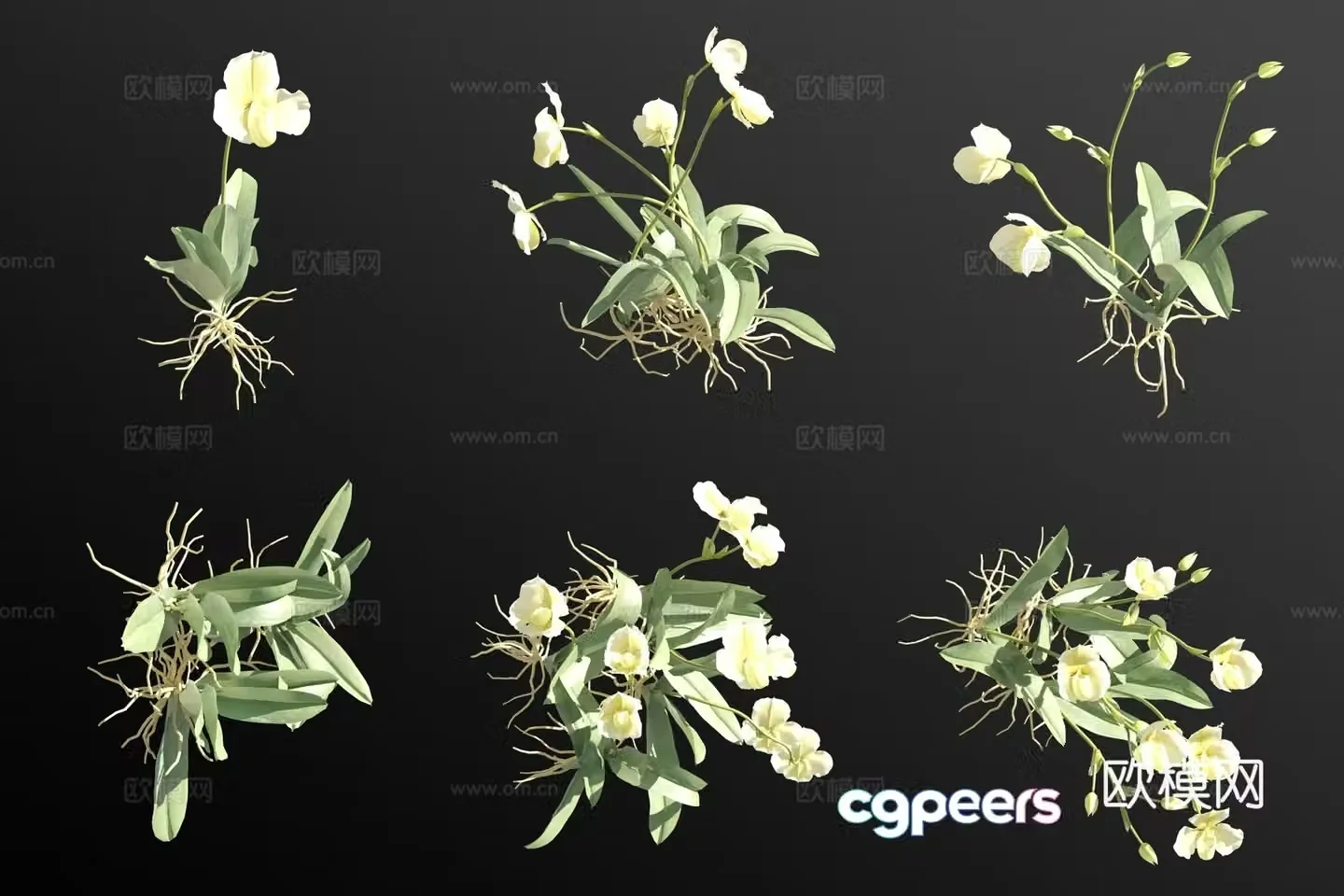 Green paphiopedilum flower grass 3d model
