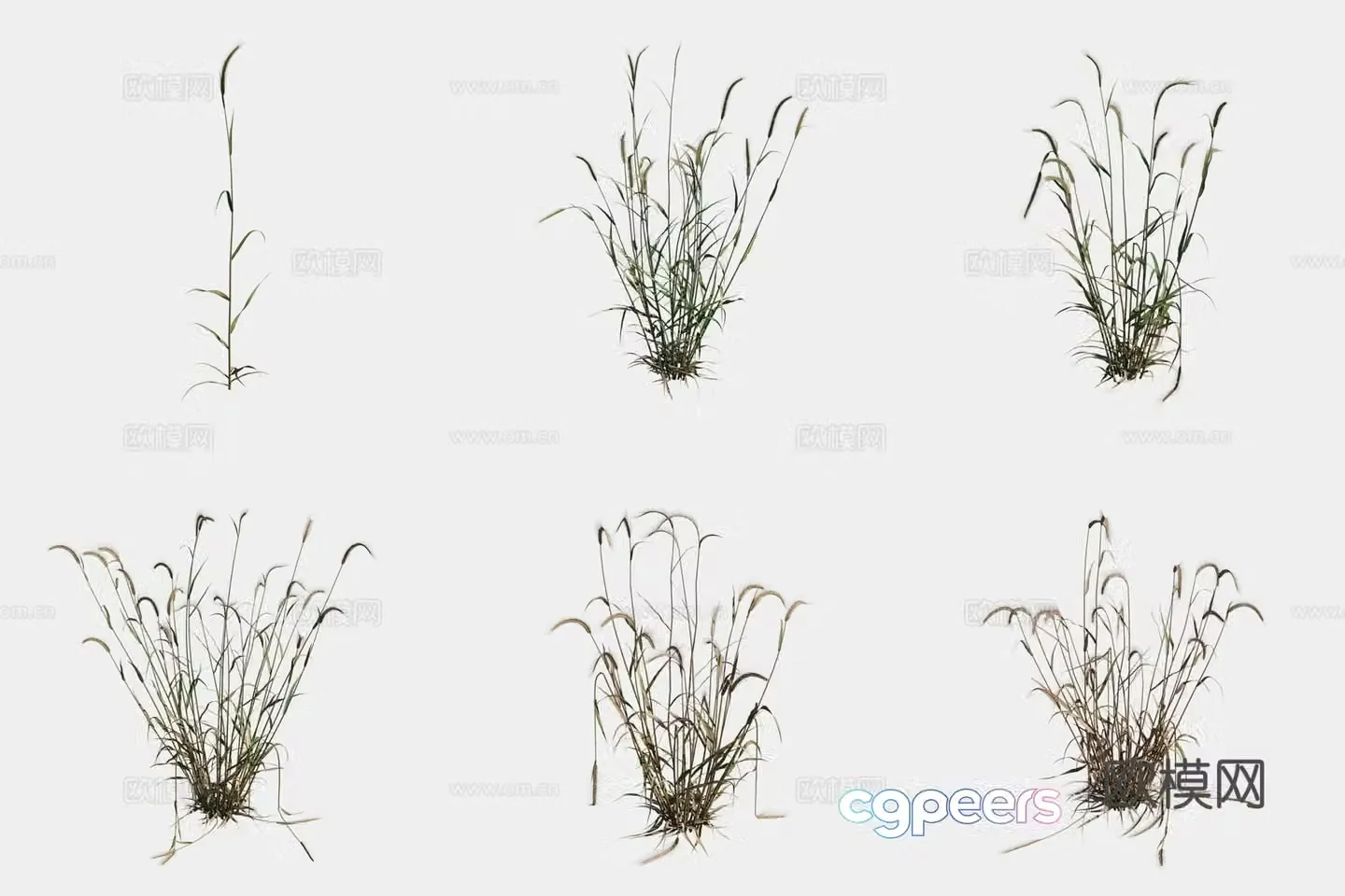 Rye crop crop 3d model